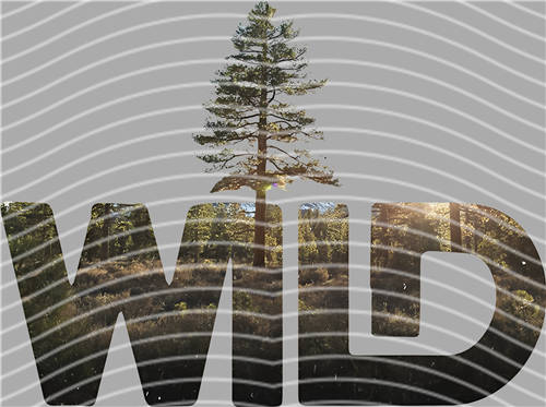 2025 latest edition-KNY 1182